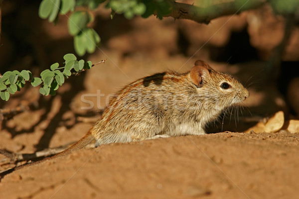Striped mouse Stock photo © EcoPic