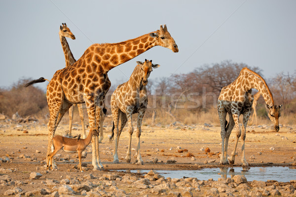 Giraffe herd at waterhole Stock photo © EcoPic