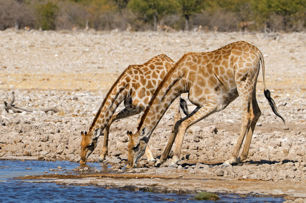 長頸鹿 飲用水 二 公園 納米比亞 水 商業照片 © EcoPic