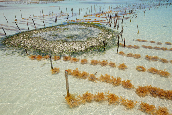 Alga praia água paisagem Foto stock © EcoPic
