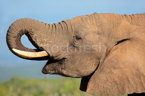 Foto stock: Elefante · africano · retrato · agua · potable · elefante · parque · Sudáfrica
