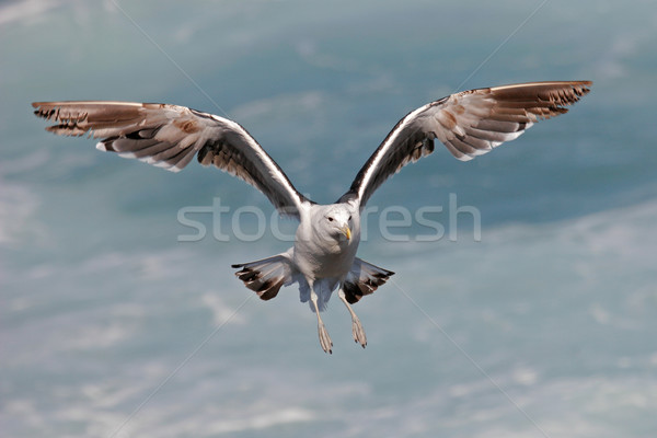 Kelp gull in flight Stock photo © EcoPic