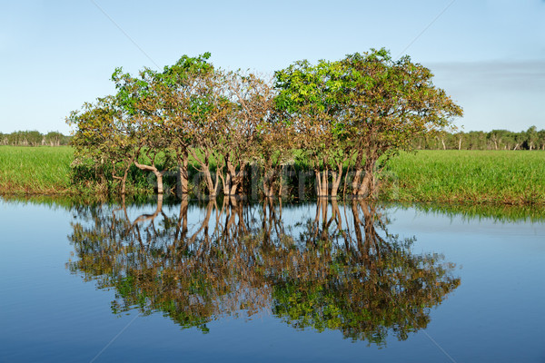 Trees with reflections Stock photo © EcoPic