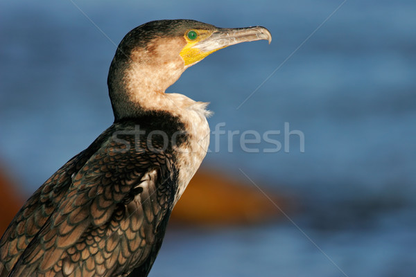 White-breasted cormorant Stock photo © EcoPic