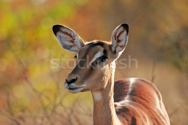 Stock photo: Impala antelope