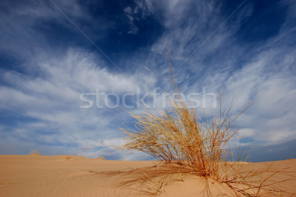 Grass, dune and sky Stock photo © EcoPic