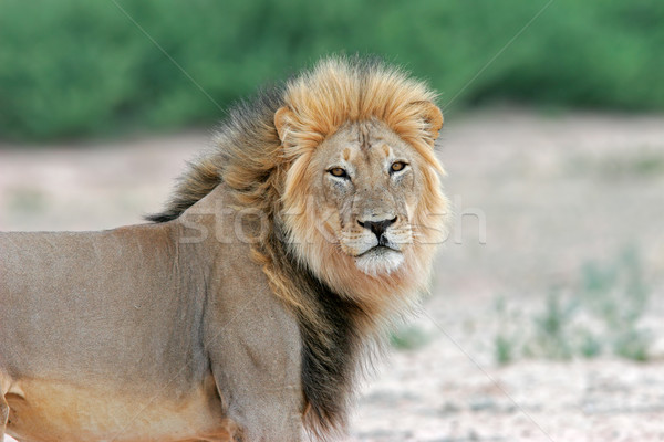 Big male African lion Stock photo © EcoPic