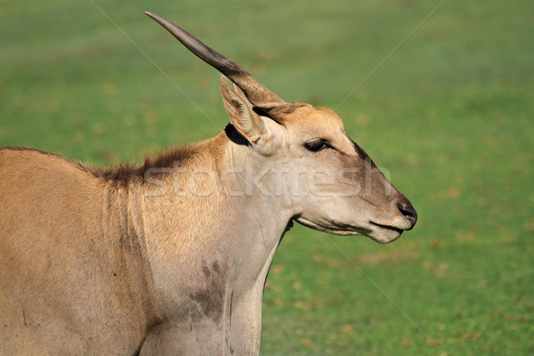 Eland antelope Stock photo © EcoPic