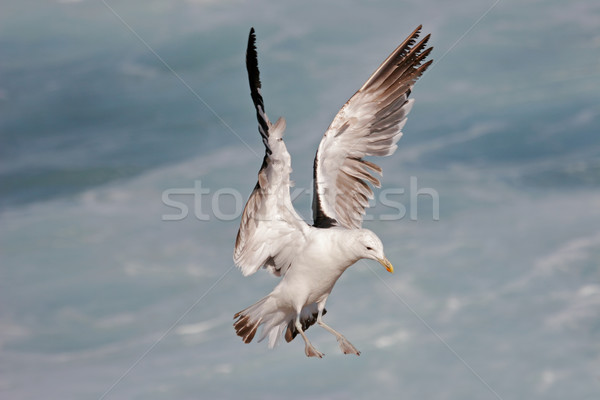 Stock photo: Kelp gull in flight