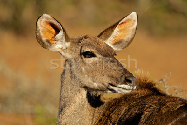 Kudu antelope Stock photo © EcoPic
