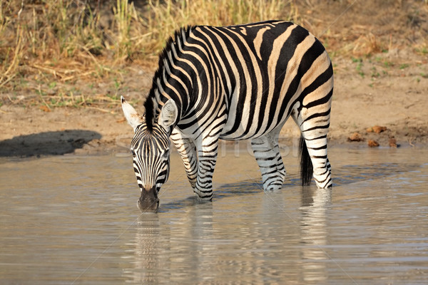 Plains Zebra drinking Stock photo © EcoPic