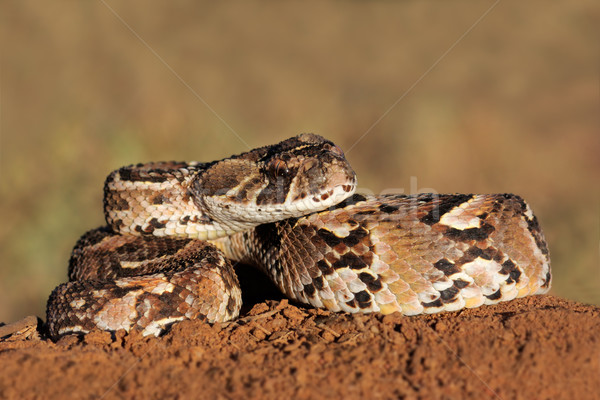 Puff adder Stock photo © EcoPic