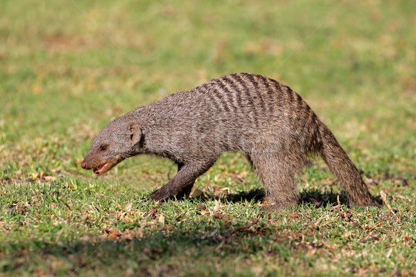 Banded mongoose Stock photo © EcoPic