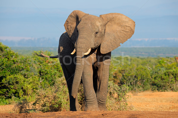 African elephant Stock photo © EcoPic