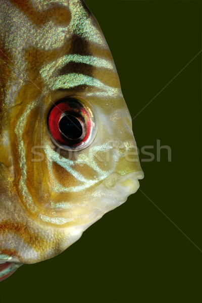 Blue discus fish Stock photo © EcoPic
