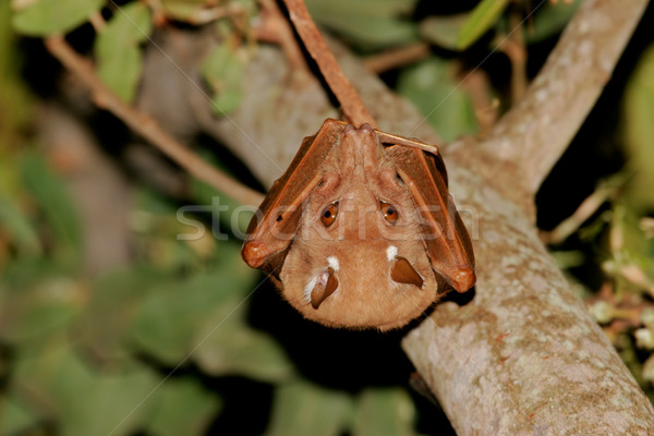 Gambian epauletted fruit bat Stock photo © EcoPic