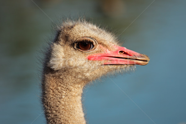 Devekuşu portre Güney Afrika Afrika boyun açık Stok fotoğraf © EcoPic