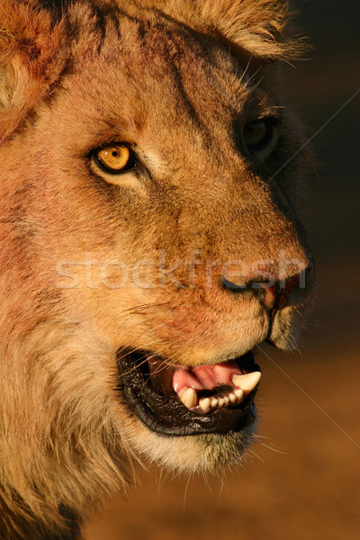 Young African lion  Stock photo © EcoPic