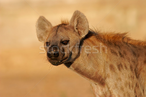 Hyena portrait  Stock photo © EcoPic