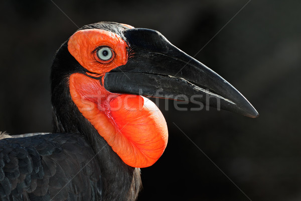 Ground hornbill Stock photo © EcoPic