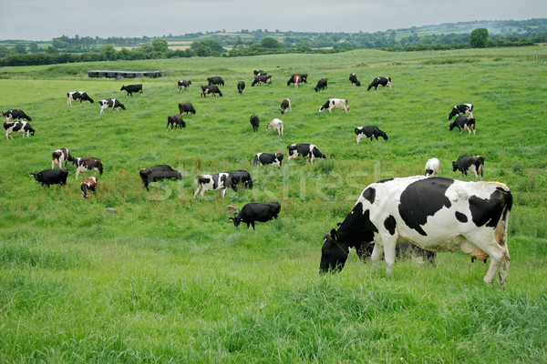 Freisian dairy cows Stock photo © EcoPic