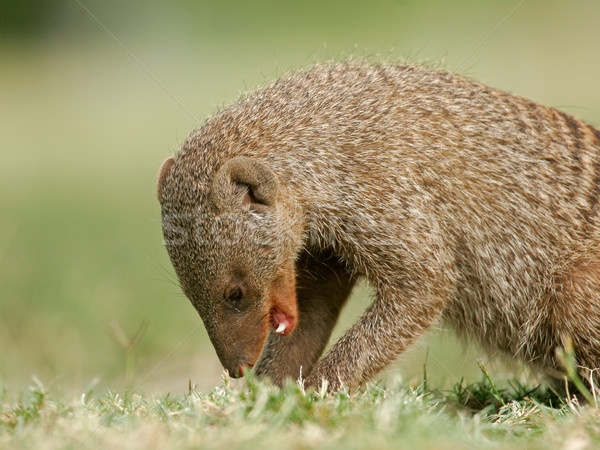 Banded mongoose Stock photo © EcoPic