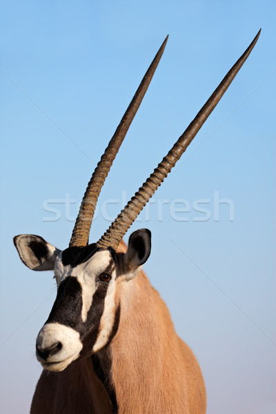 Gemsbok antelope Stock photo © EcoPic