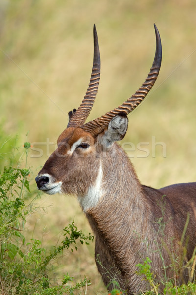 Waterbuck portrait Stock photo © EcoPic