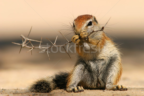 Ground squirrel  Stock photo © EcoPic