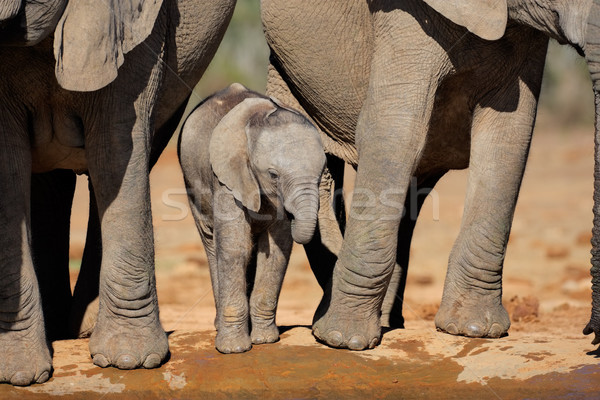Elefant african tineri apa potabila Africa de Sud apă natură Imagine de stoc © EcoPic
