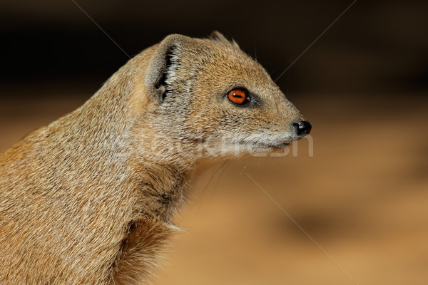 Yellow mongoose Stock photo © EcoPic