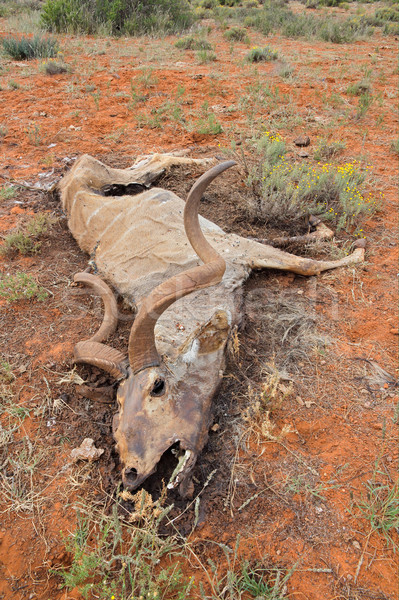 Dead kudu antelope Stock photo © EcoPic