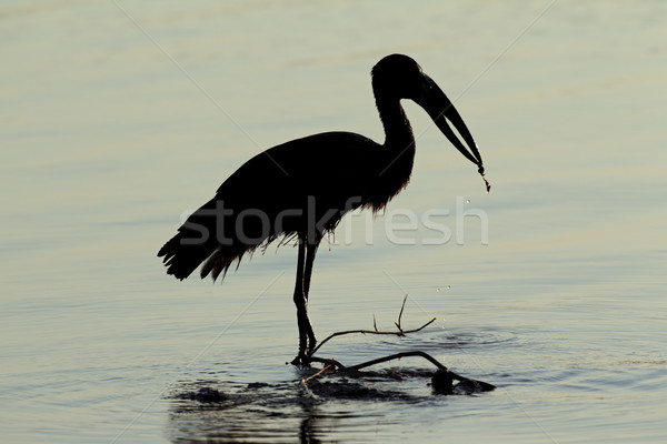 African openbill stork Stock photo © EcoPic