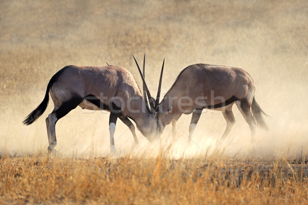 Fighting Gemsbok Stock photo © EcoPic