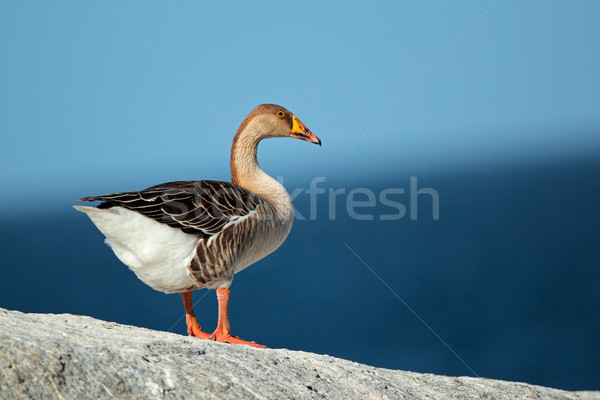 Domesticated greylag goose Stock photo © EcoPic
