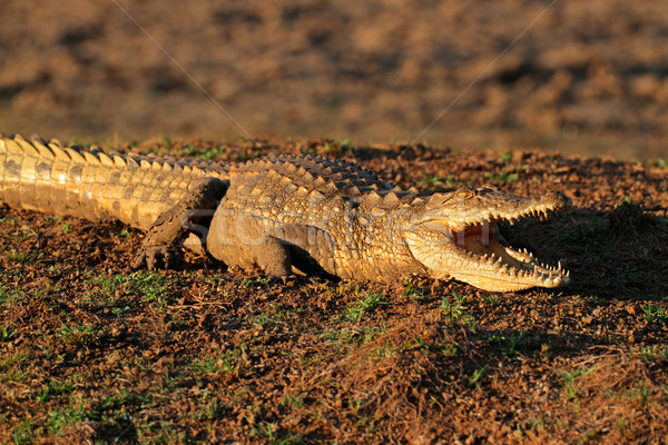 Krokodil pihen föld Dél-Afrika szem száj Stock fotó © EcoPic