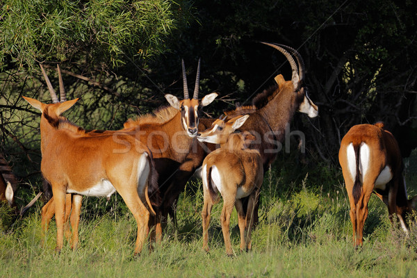 Sable antelopes Stock photo © EcoPic