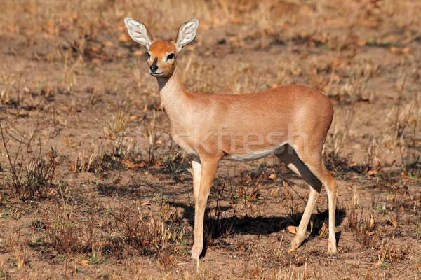 Steenbok antelope Stock photo © EcoPic