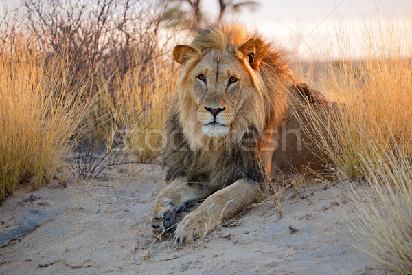 Big male African lion Stock photo © EcoPic