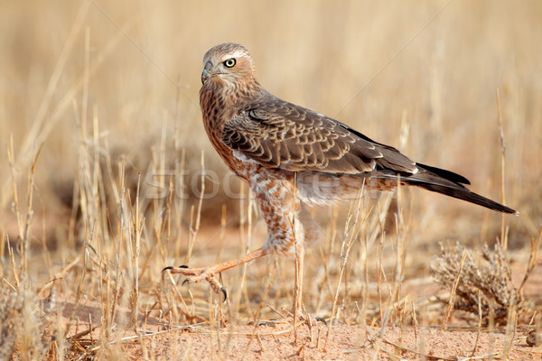 Pale Chanting goshawk Stock photo © EcoPic