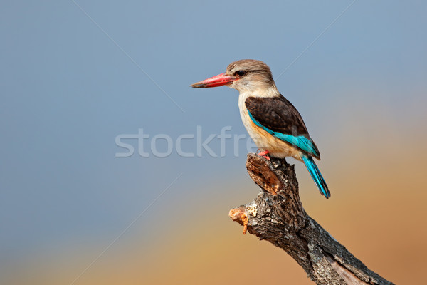 Kingfisher parc Afrique du Sud oiseau Afrique regarder Photo stock © EcoPic