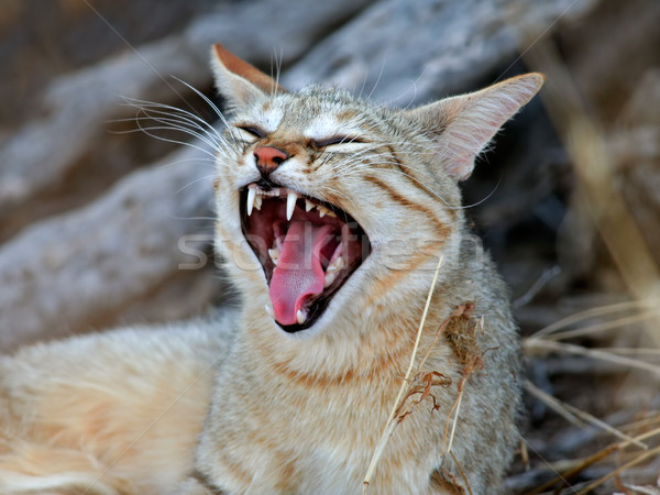 African wild cat Stock photo © EcoPic