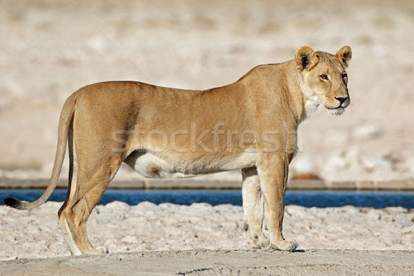 Lioness at a waterhole Stock photo © EcoPic