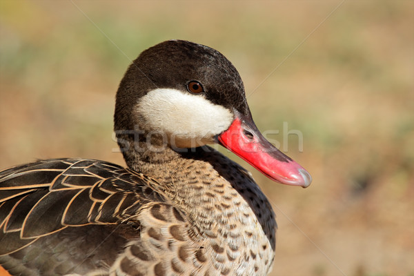 Red-billed teal Stock photo © EcoPic