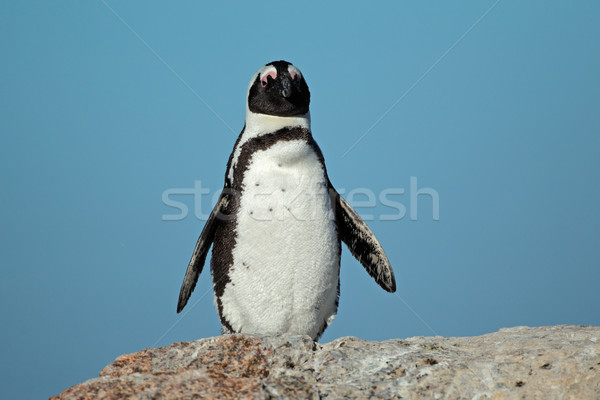 African penguin Stock photo © EcoPic