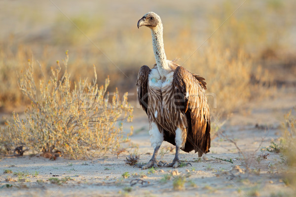 White-backed vulture Stock photo © EcoPic