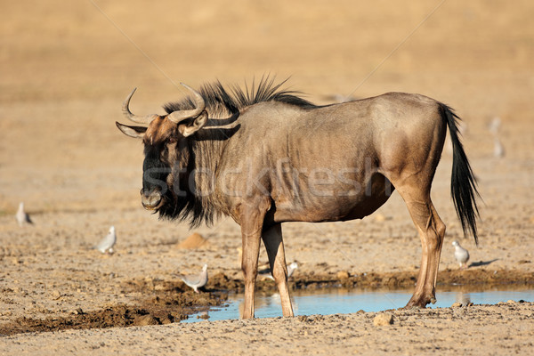 Blue wildebeest at waterhole Stock photo © EcoPic