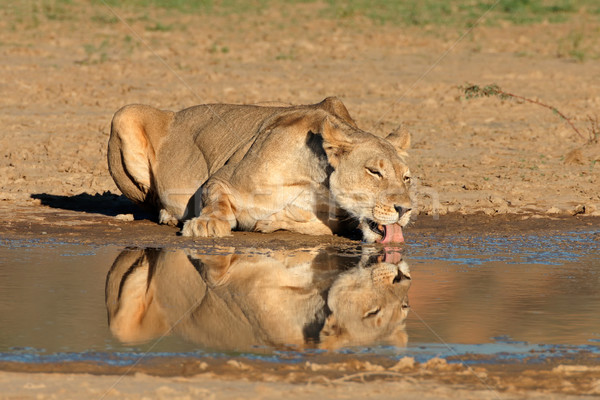 Lioness drinking water Stock photo © EcoPic