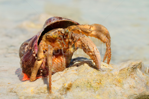 Crab colorat plajă coajă african Imagine de stoc © EcoPic