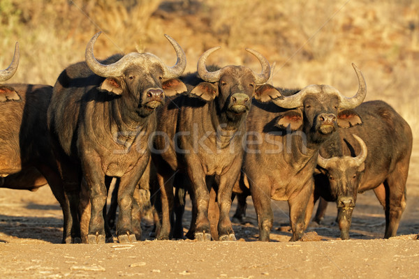 African buffaloes Stock photo © EcoPic